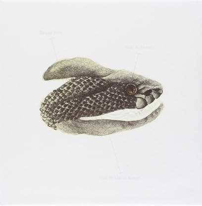 Mene [Disco de Vinil] por Brand New — capa do álbum