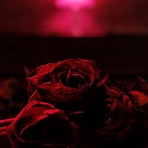 Roses [Disco de Vinil] por The Paper Kites — capa do álbum