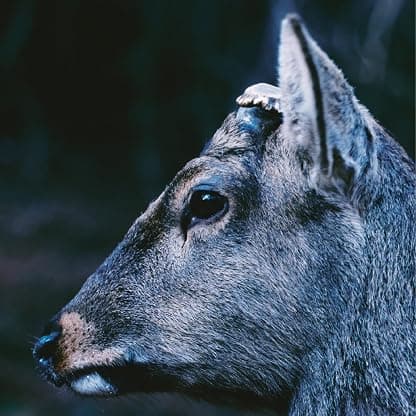 the book about my idle plot on a vague anxiety ("DEER GLISTEN" BLUE VINYL) por toe — capa do álbum