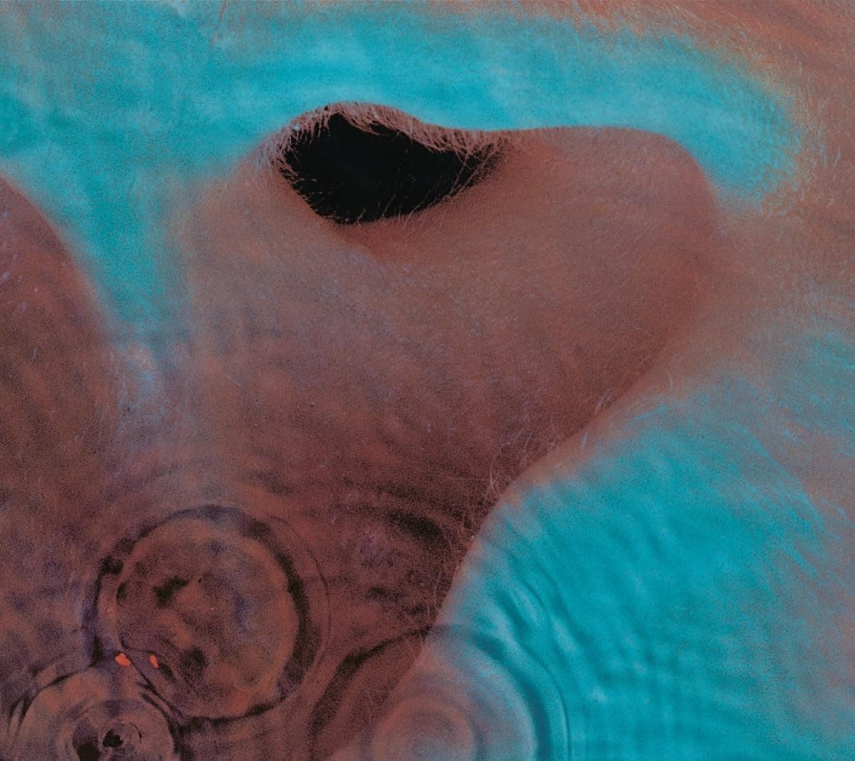 Meddle [Disco de Vinil] por Pink Floyd — capa do álbum