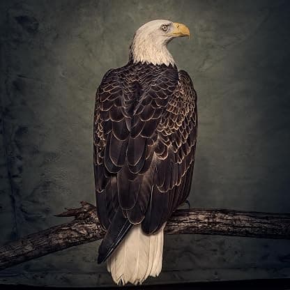 Book Of Bad Decisions por Clutch — capa do álbum